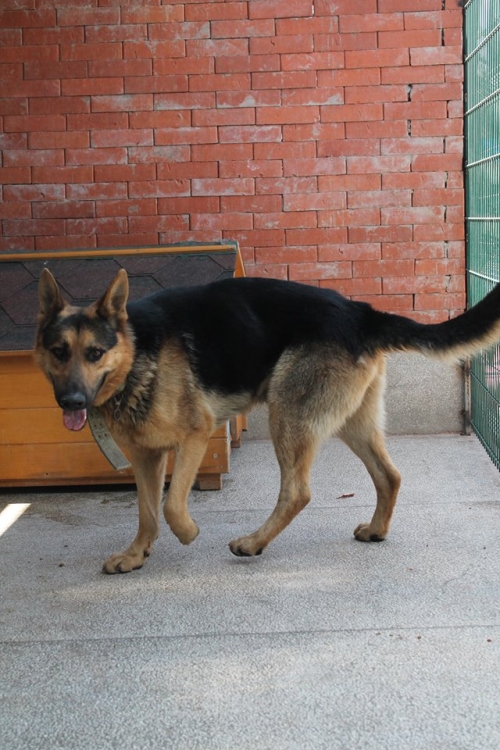 გერმანული ნაგაზი უსახელო