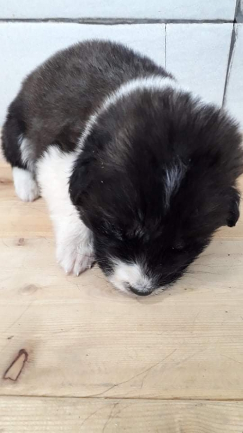 მეტისი უსახელო