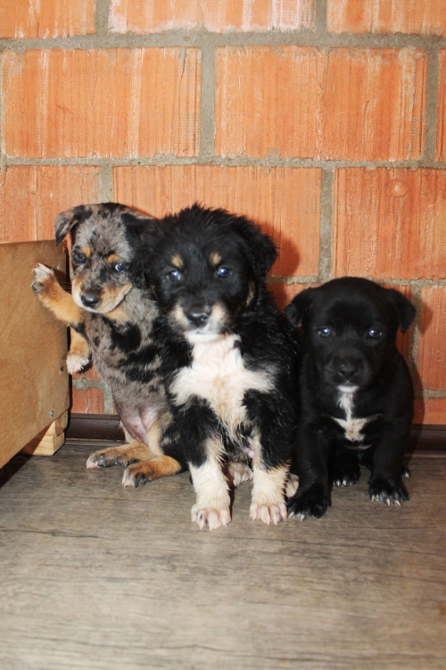 ქართული ქოფაკი უსახელო