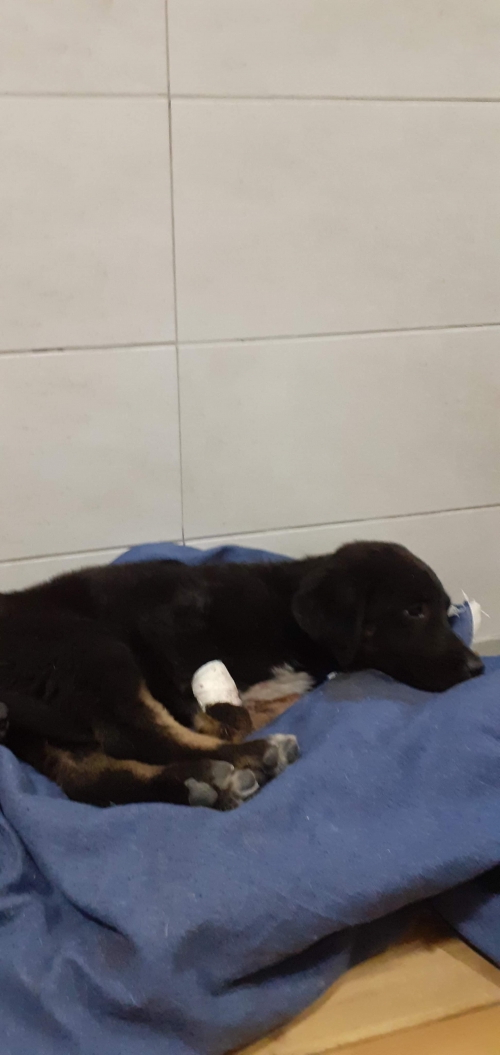 მეტისი უსახელო