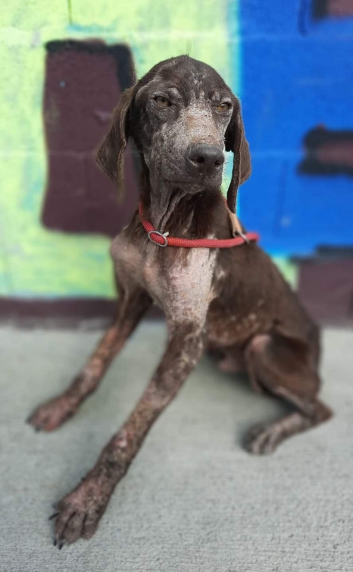 კურცხაარი ძალისი