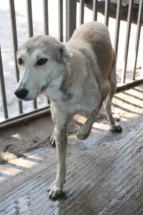 ქართული ქოფაკი უსახელო