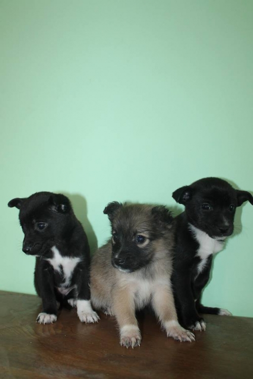 მეტისის ლეკვები უსახელო