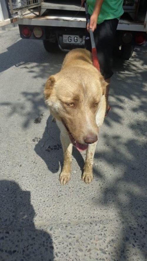 ქართული ქოფაკი უსახელო