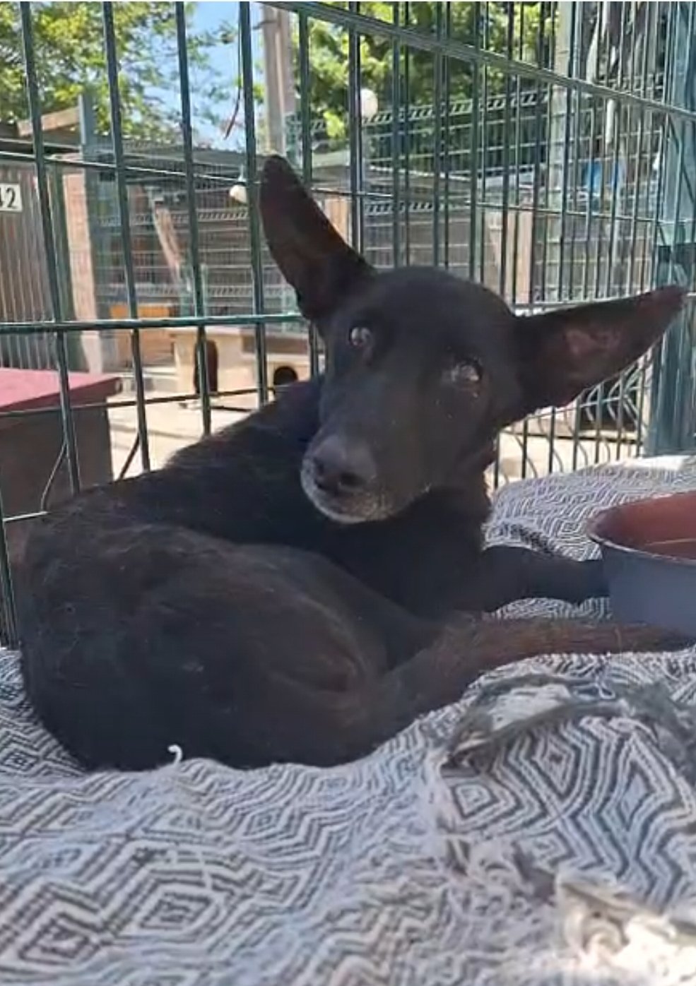 მეტისი. საგარეჯო