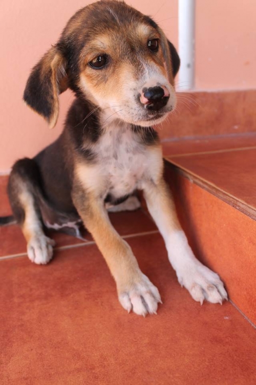 მეტისი უსახელო