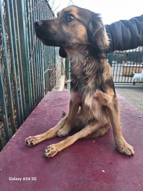 მეტისი ქუთაისი