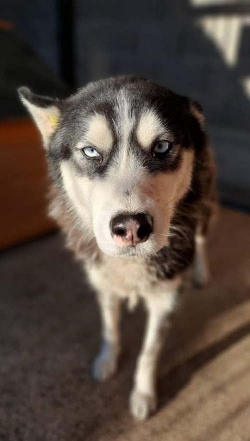 ლაიკა ნაპოვნია გლდანში ხიზანიშვილის ქუჩზე