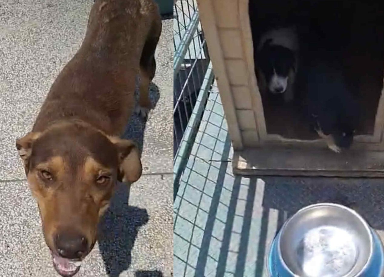 მეტისი. გომბორი