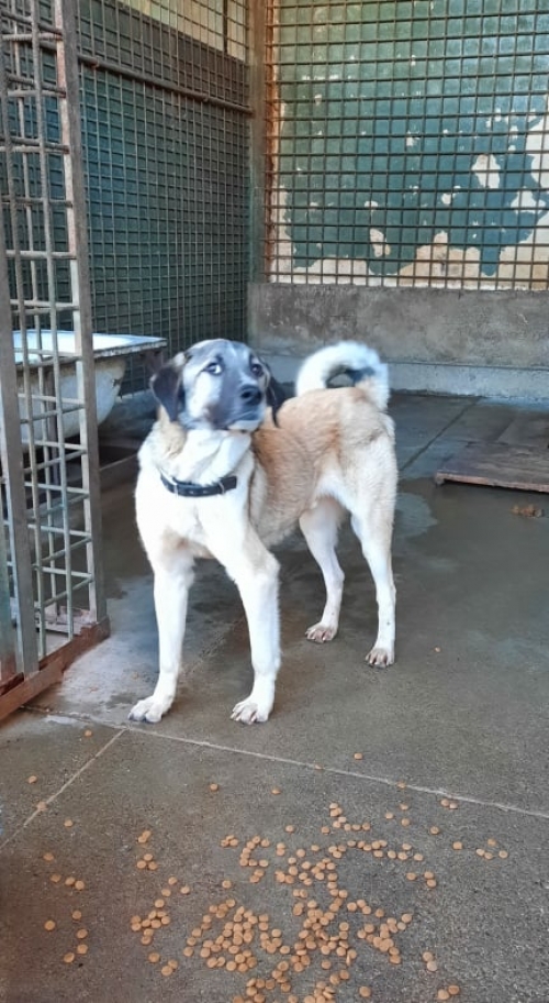 მეტისი წამოიყვანეს ნათია ბერიძესგან