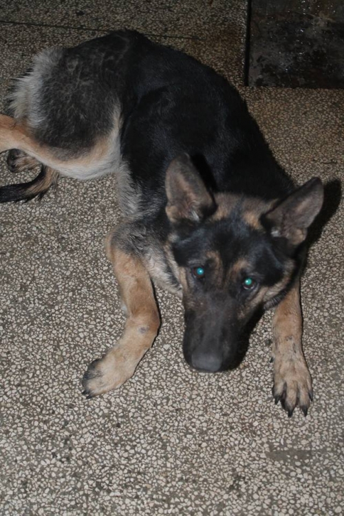 გერმანული ნაგაზი უსახელო