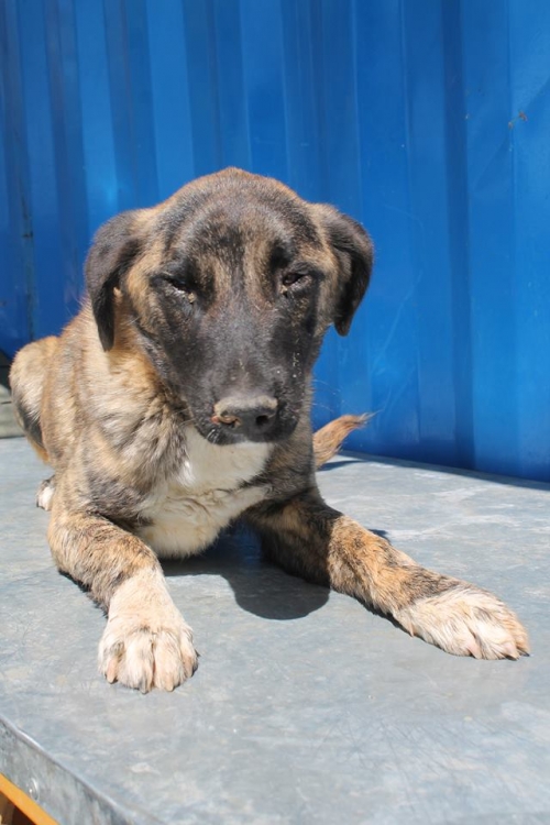 მეტისი უსახელო