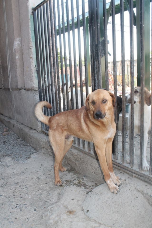 მეტისი ჯეკა