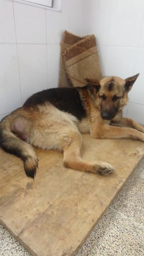 გერმანული ნაგაზი ჯეკი