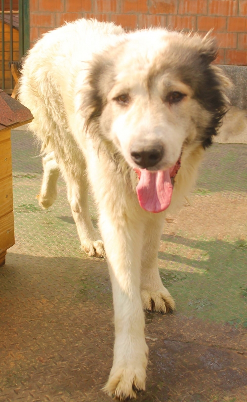 ქართული ნაგაზი მუთაქა