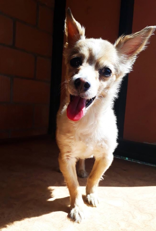 ჩიხუახუას მეტისი უსახელო