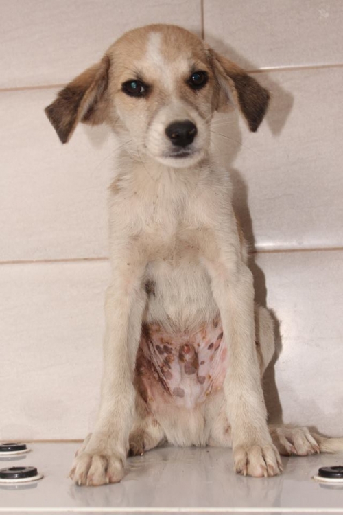 მეტისი კუსა