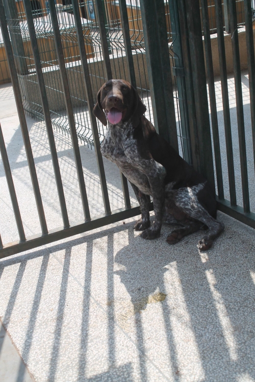 კურცხაარი ჯესი