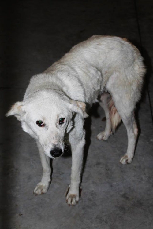 მეტისი ბელკა