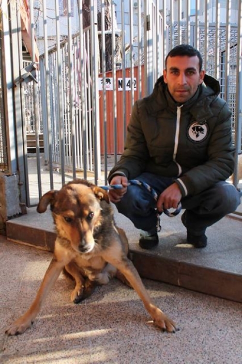 მეტისი რიჟიკა