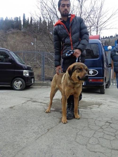 მეტისი უსახელო