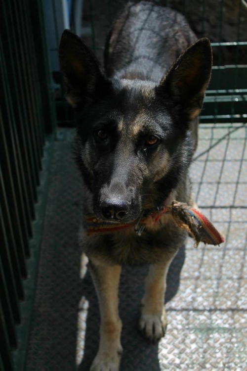 გერმანული ნაგაზი უსახელო