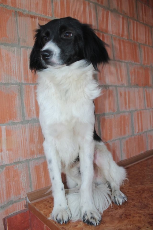 კოკერსპანელის მეტისი უსახელო