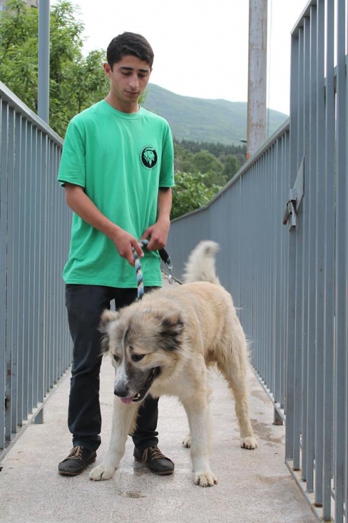 ქართული ქოფაკი ბომბორა