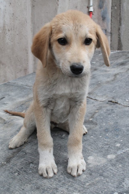 მეტისი უსახელო