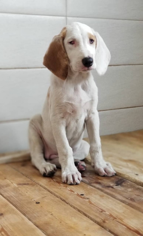 მეტისი უსახელო