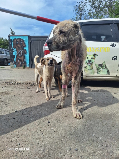 ქართული ნაგაზი ფონიჭალა , გიგანტის დასახლება