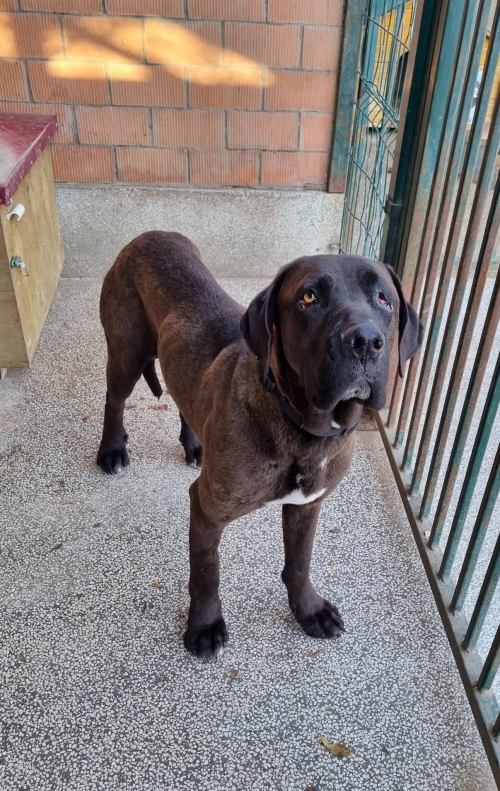 კანე კორსო ნაპოვნია ვერაზე