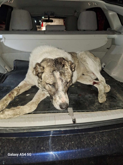 ქართული ქოფაკი ლილოს გზაზე ნაპოვნი სოკარის კალონკასთან