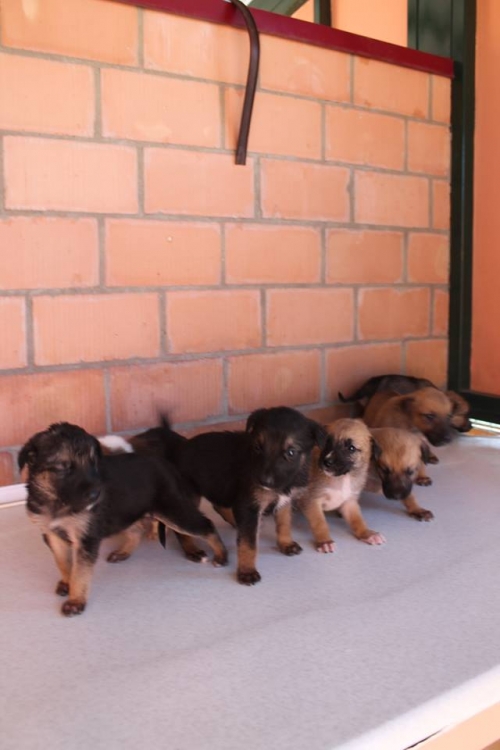 მეტისის ლეკვები უსახელო