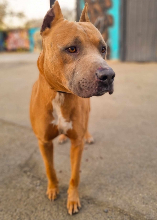 პიტი დამპალოს სასაფლავოს მიმდებარე ტერიტორია