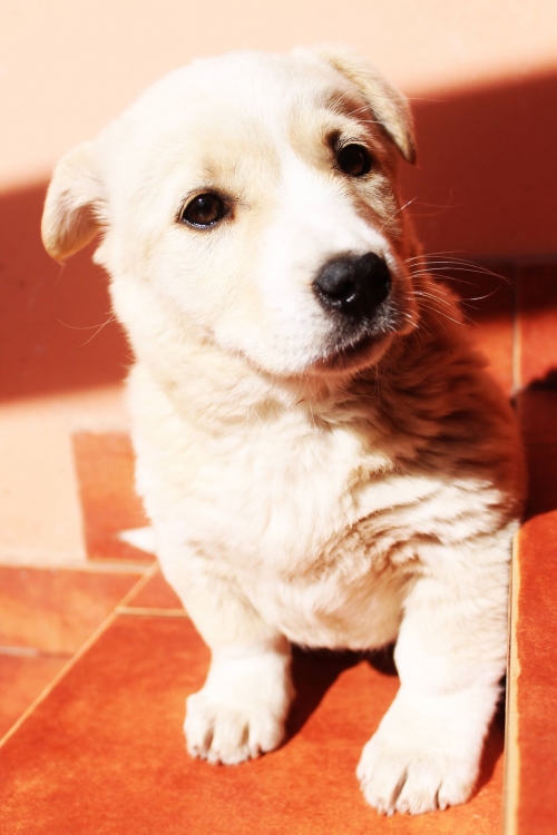 მეტისი უსახელო