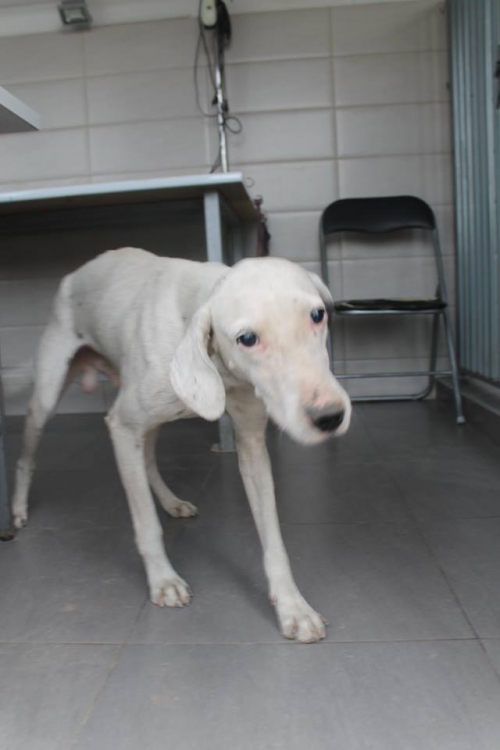 მეტისი უსახელო