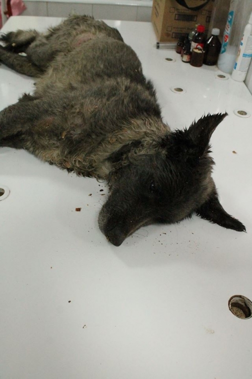 მეტისი უსახელო