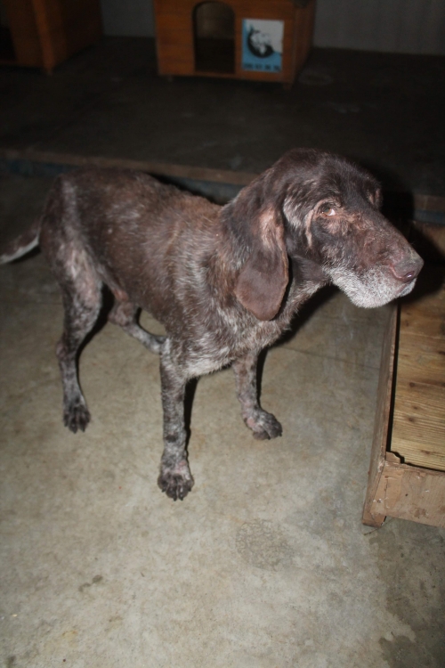 დრათხარი უსახელო