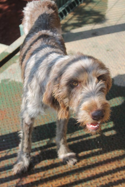 დრათხარი უსახელო