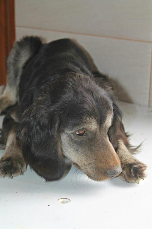 რუსული კოკერ სპანელი უსახელო