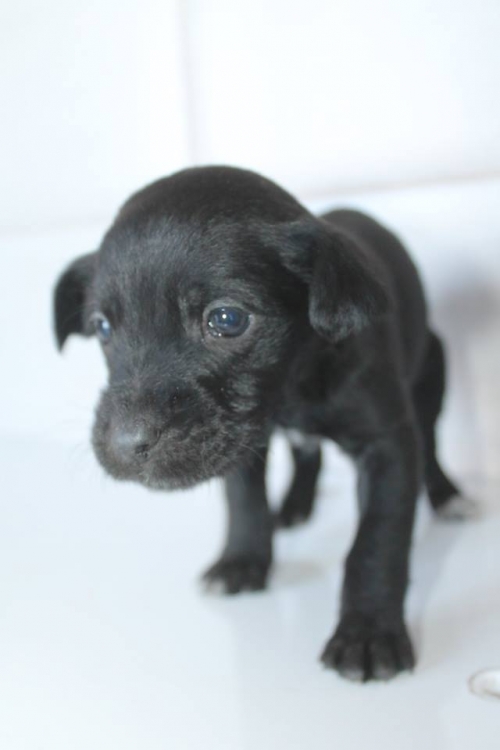 მეტისი უსახელო