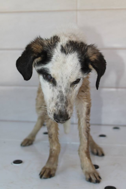 მეტისი უსახელო