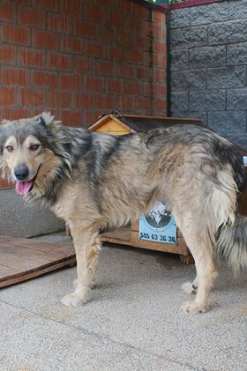 აზიური ნაგაზი უსახელო