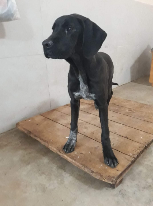 კანე კორსო უსახელო