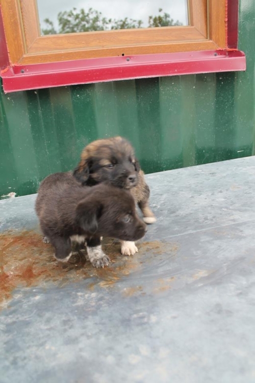 მეტისის ლეკვები უსახელო