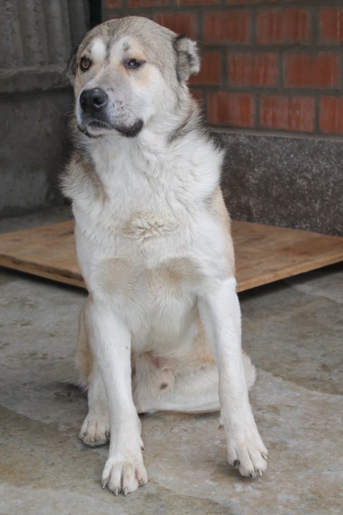 ქართული ქოფაკი ლომა