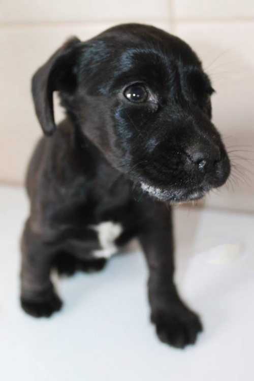 მეტისი უსახელო