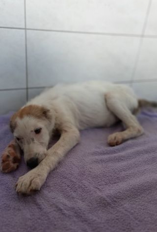 მეტისი გორი