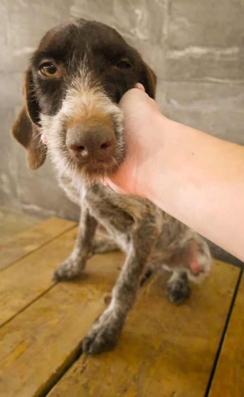 კურცხაარი ჩამოიყვანეს აბაშის რაიონიდან